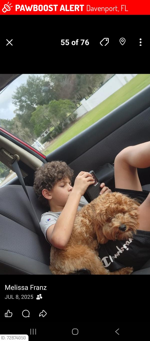 Lost Female Dog last seen Holly Hill rd and liberty blvd, Davenport, FL 33837