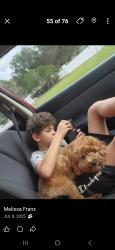 Lost Female Dog last seen Holly Hill rd and liberty blvd, Davenport, FL 33837