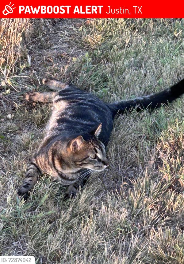 Lost Male Cat last seen HWY 156 and Eakins Cemetary, Justin, TX 76247