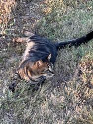 Lost Male Cat last seen HWY 156 and Eakins Cemetary, Justin, TX 76247
