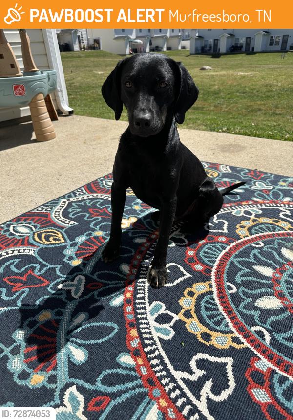 Found/Stray Male Dog last seen Empress dr, Murfreesboro, TN 37130