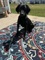 Found/Stray Male Dog last seen Empress dr, Murfreesboro, TN 37130