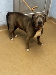 Shelter Stray Male Dog last seen , GA , Atlanta, GA 30341