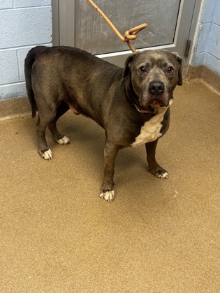 Shelter Stray Male Dog last seen , GA , Atlanta, GA 30341