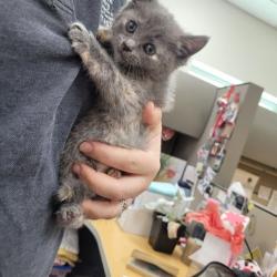 Shelter Stray Female Cat last seen Memphis, TN , Bartlett, TN 38134