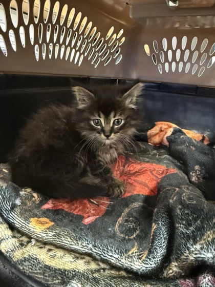 Shelter Stray Male Cat last seen Alley of Montclair, 75150, TX, Mesquite, TX 75149