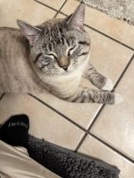 Lost Male Cat last seen 42nd st and 2nd ave s, Minneapolis, MN 55409