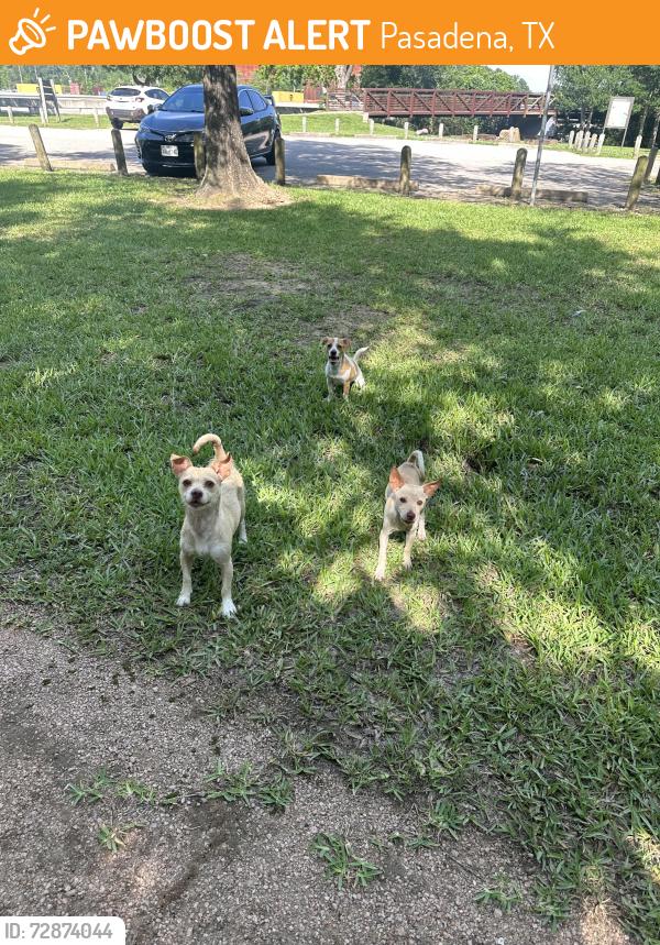 Found/Stray Female Dog last seen Parking lot of Red Bluff Trails, Pasadena TX, Pasadena, TX 77505