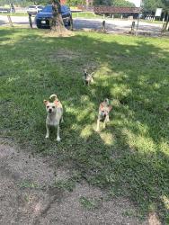 Found/Stray Female Dog last seen Parking lot of Red Bluff Trails, Pasadena TX, Pasadena, TX 77505