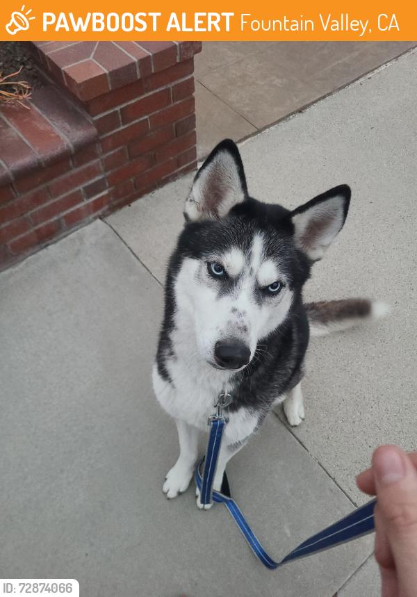 Found/Stray Male Dog last seen Santa stephana circle fountain valley California, Fountain Valley, CA 92708
