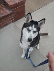 Found/Stray Male Dog last seen Santa stephana circle fountain valley California, Fountain Valley, CA 92708