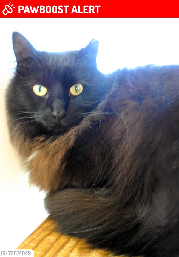 Lost Female Cat last seen 20th and Baker St. Wisconsin Rapids, WI, Wisconsin Rapids, WI 54494