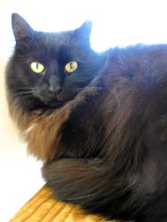 Lost Female Cat last seen 20th and Baker St. Wisconsin Rapids, WI, Wisconsin Rapids, WI 54494