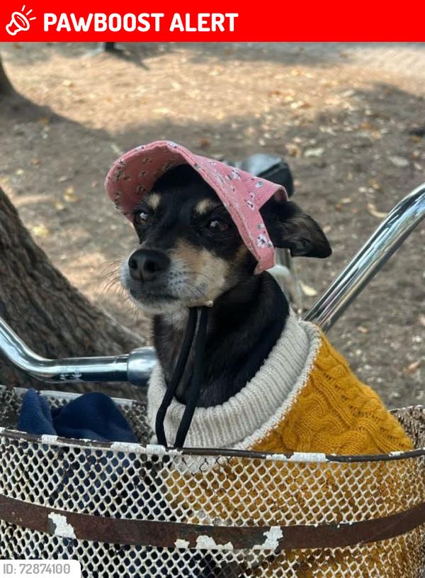 Lost Female Dog last seen Av 412 , Ciudad Nezahualcóyotl, Méx. 