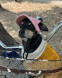 Lost Female Dog last seen Av 412 , Ciudad Nezahualcóyotl, Méx. 