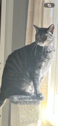 Lost Male Cat last seen Calhoun and south seminary ave, Woodstock, IL 60098