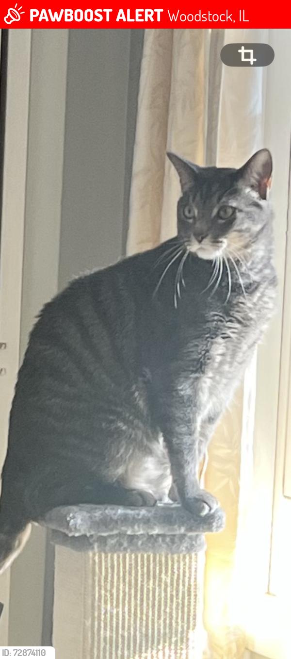 Lost Male Cat last seen Calhoun and south seminary ave, Woodstock, IL 60098