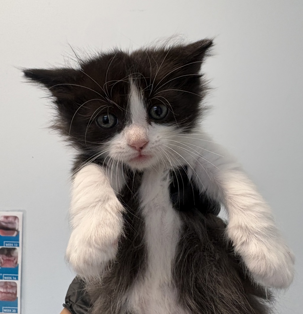 Shelter Stray Female Cat last seen Near Derby Street, San Diego, CA, 92114, San Diego, CA 92110