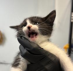 Shelter Stray Female Cat last seen Near Derby Street, San Diego, CA, 92114, San Diego, CA 92110
