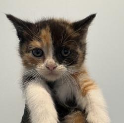 Shelter Stray Female Cat last seen Near Burbank Street, San Diego, CA, 92111, San Diego, CA 92110