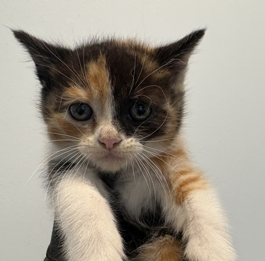 Shelter Stray Female Cat last seen Near Burbank Street, San Diego, CA, 92111, San Diego, CA 92110