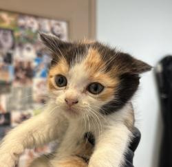 Shelter Stray Female Cat last seen Near Burbank Street, San Diego, CA, 92111, San Diego, CA 92110