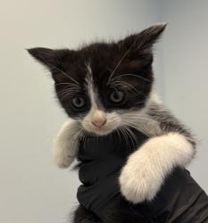 Shelter Stray Female Cat last seen Near Burbank Street, San Diego, CA, 92111, San Diego, CA 92110