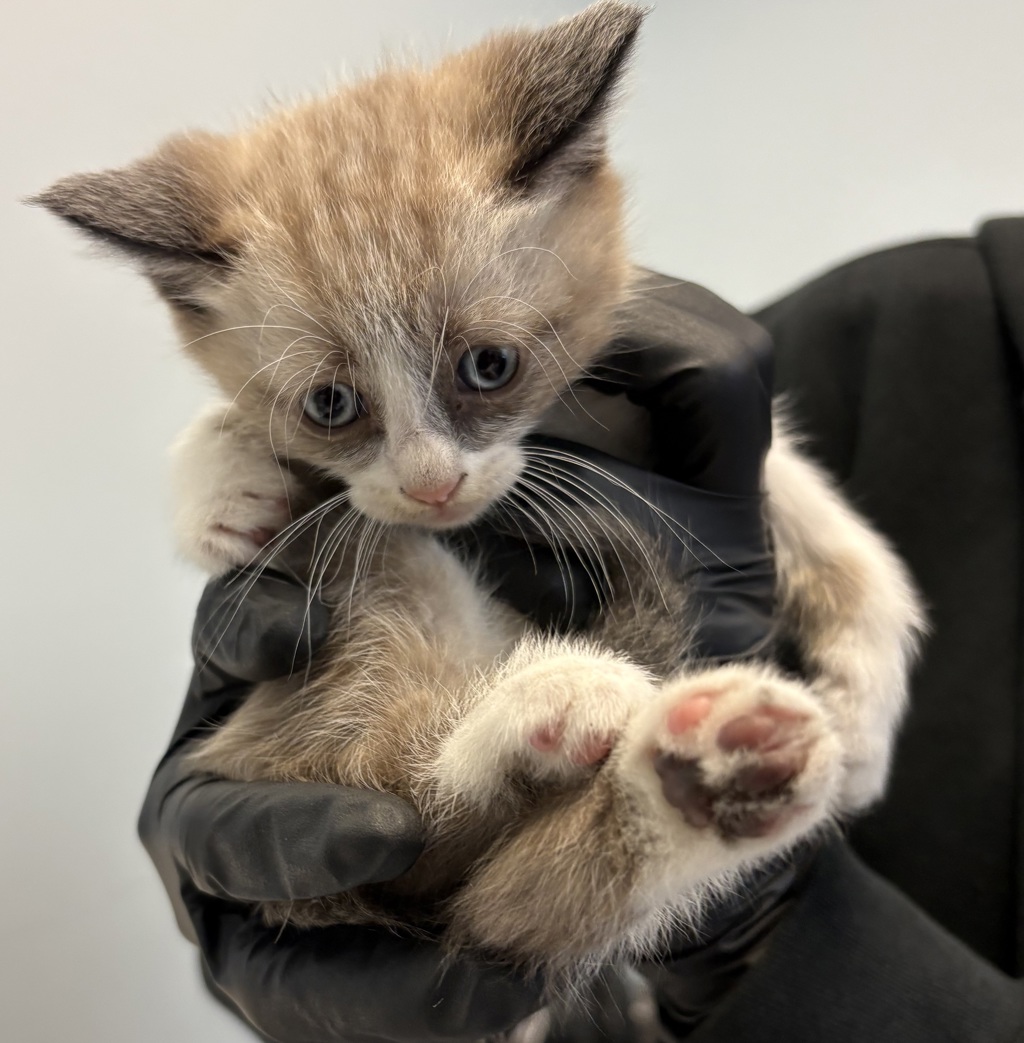 Shelter Stray Male Cat last seen Near Burbank Street, San Diego, CA, 92111, San Diego, CA 92110