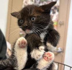 Shelter Stray Male Cat last seen Near Burbank Street, San Diego, CA, 92111, San Diego, CA 92110