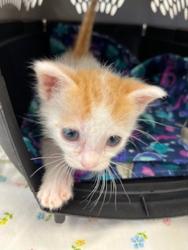 Shelter Stray Male Cat last seen St Andrews Avenue, San Diego, CA, 92154, San Diego, CA 92110