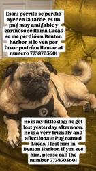 Lost Male Dog last seen Benton harbor , Benton Harbor, MI 49022