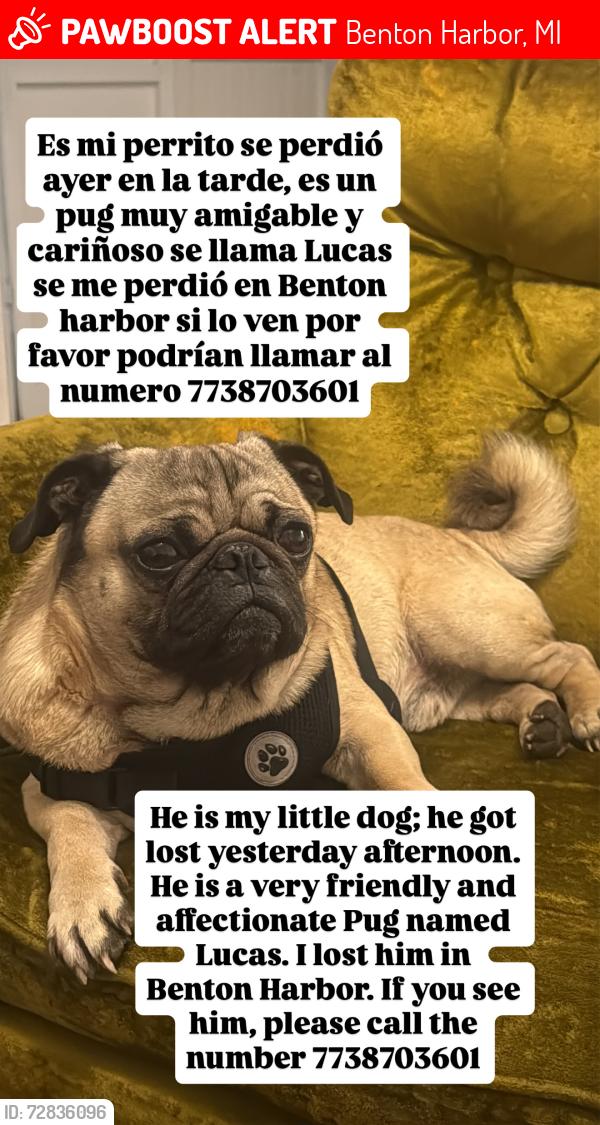 Lost Male Dog last seen Benton harbor , Benton Harbor, MI 49022