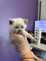 Shelter Stray Female Cat last seen Near N redwood Road, SALT LAKE CITY, UT, 84116, Taylorsville, UT 84123