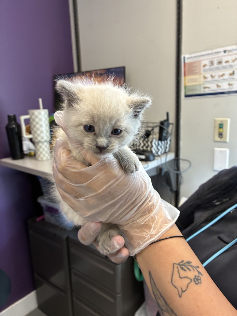 Shelter Stray Male Cat last seen Near N redwood Road, SALT LAKE CITY, UT, 84116, Taylorsville, UT 84123