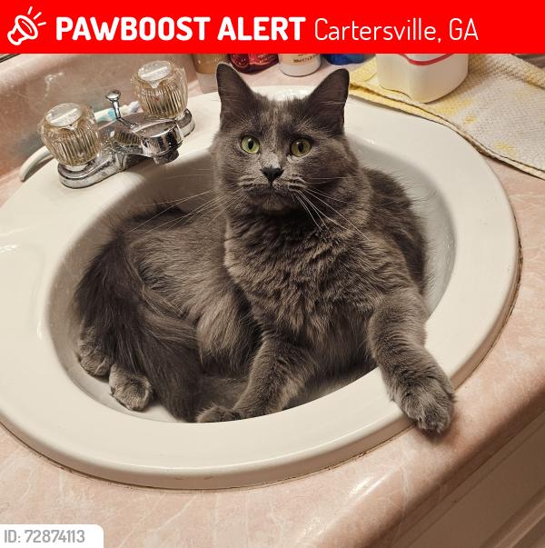 Lost Female Cat last seen apmt neighborhood close to the career academy, Cartersville, GA 30121