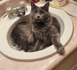 Lost Female Cat last seen apmt neighborhood close to the career academy, Cartersville, GA 30121