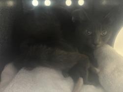 Shelter Stray Female Cat last seen Near N Redwood Road, SALT LAKE CITY, UT, 84116, Taylorsville, UT 84123