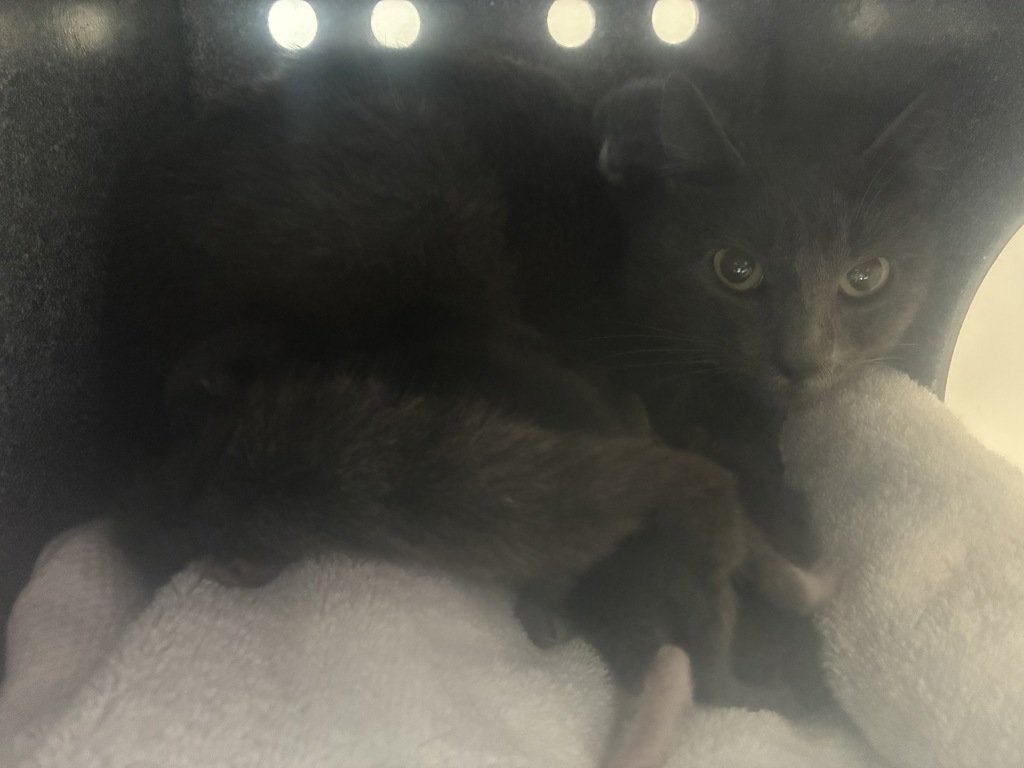 Shelter Stray Female Cat last seen Near N Redwood Road, SALT LAKE CITY, UT, 84116, Taylorsville, UT 84123
