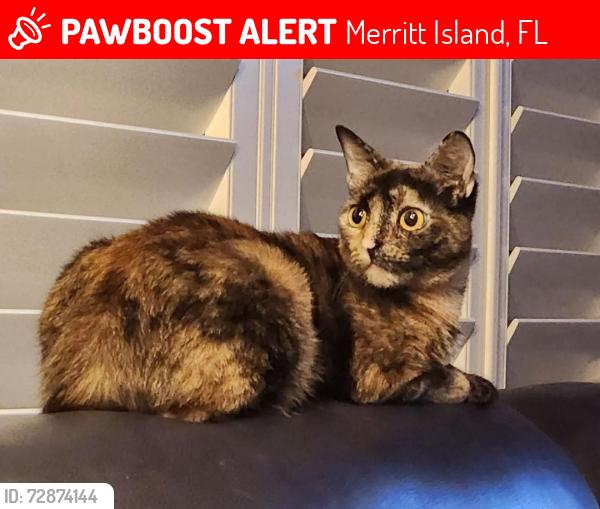 Lost Female Cat last seen Riverdale and Trop Trl. Merritt Island, Merritt Island, FL 32952
