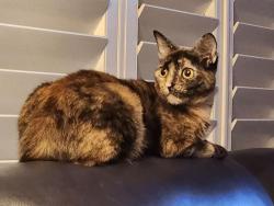 Lost Female Cat last seen Riverdale and Trop Trl. Merritt Island, Merritt Island, FL 32952