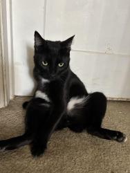 Lost Male Cat last seen King Street, Yuba City, CA 95991