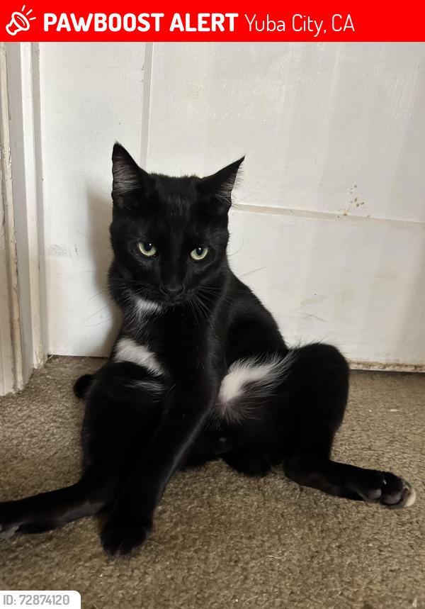 Lost Male Cat last seen King Street, Yuba City, CA 95991