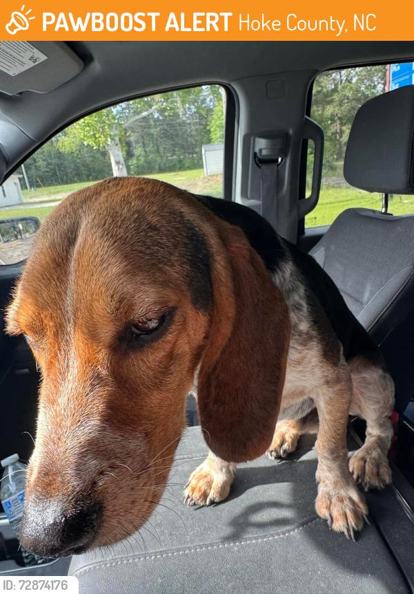 Found/Stray Male Dog last seen Off of hall rd in Shannon NC , Hoke County, NC 28386