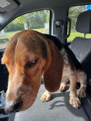 Found/Stray Male Dog last seen Off of hall rd in Shannon NC , Hoke County, NC 28386
