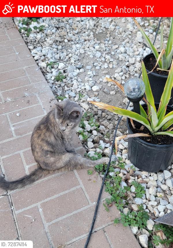 Lost Female Cat last seen Judson and Wenzel, San Antonio, TX 78233