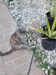 Lost Female Cat last seen Judson and Wenzel, San Antonio, TX 78233