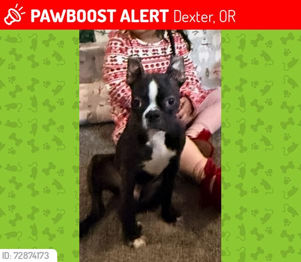 Lost Male Dog last seen Store, Dexter, OR 97431