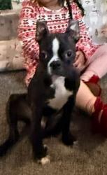 Lost Male Dog last seen Store, Dexter, OR 97431