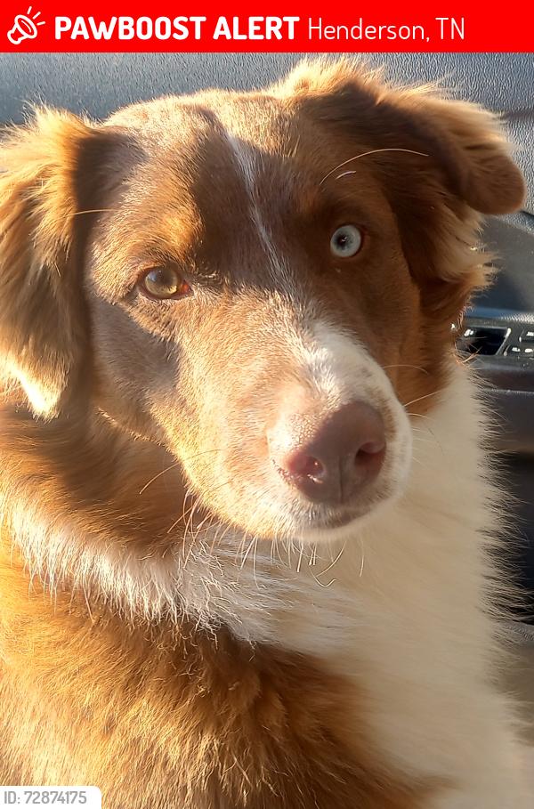 Lost Male Dog last seen Fryes Point Road, Holly Springs Road, Jones Road, Herman Arnold Road, Shae Lane , Henderson, TN 38340