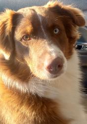 Lost Male Dog last seen Fryes Point Road, Holly Springs Road, Jones Road, Herman Arnold Road, Shae Lane , Henderson, TN 38340